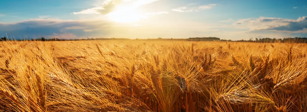 Weites, goldenes Getreidefeld im Sonnenlicht bei blauem Himmel – Symbol für Fülle, Natürlichkeit und Leichtigkeit in der Natur.